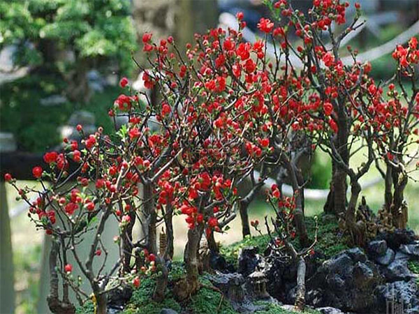 cây chưng tết có phong thủy tốt