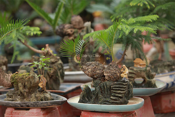 tặng cay bonsai cho người lớn tuổi