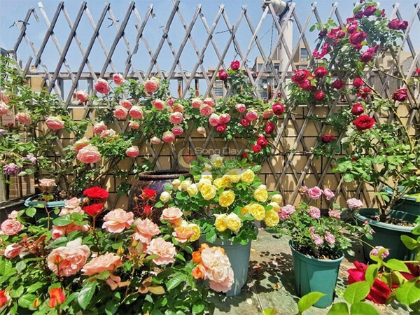 đón xuân với vườn hồng ngày tết