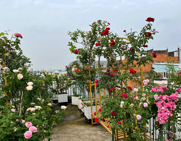 Trang trí sân vườn tết với vườn hồng