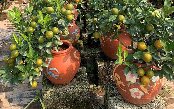 trang trí tết với các loại cây có thể ăn được