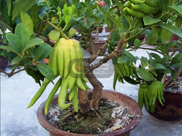 trồng cây ăn quả để đón tết