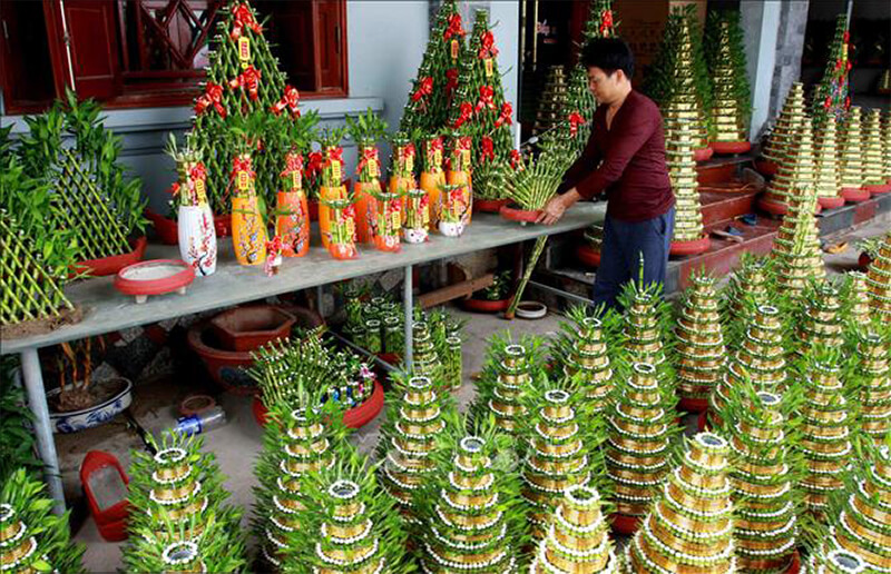 cây may mắn cây tài lộc