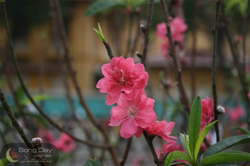 hình ảnh hoa đào ngày tết