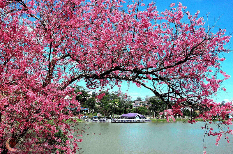 hình ảnh hoa đào ngày tết