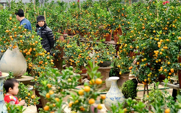 mua cây bày phòng khách các ngày tết