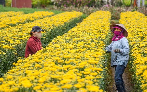 trồng hoa đón tết