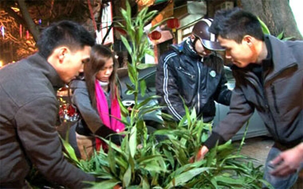 các loại cây hoa mang lịa nhiều may mắn