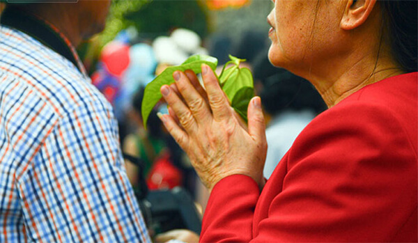 xin lộc những cây nào mang lại sự may mắn